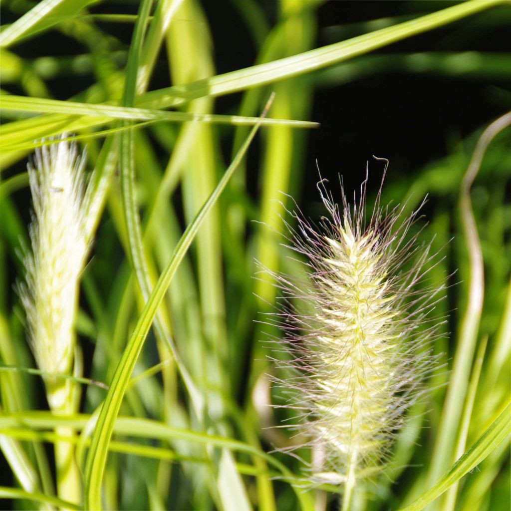 Pennisetum alopecuroïdes Hameln Gold