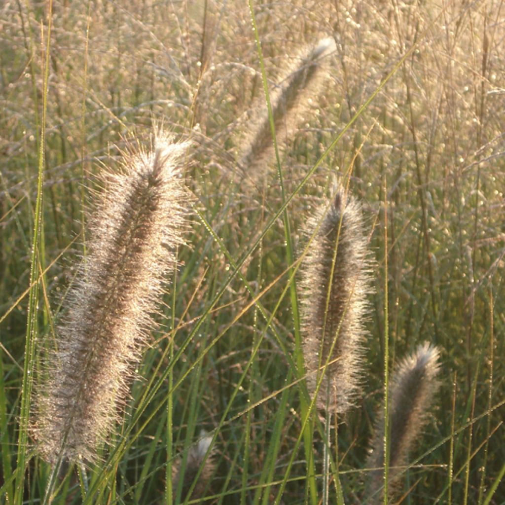 Pennisetum alopecuroïdes Japonicum