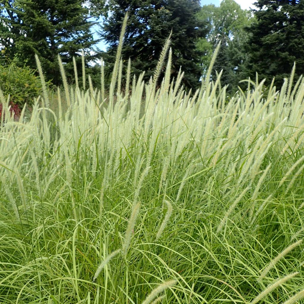 Pennisetum orientale Fairy Tails