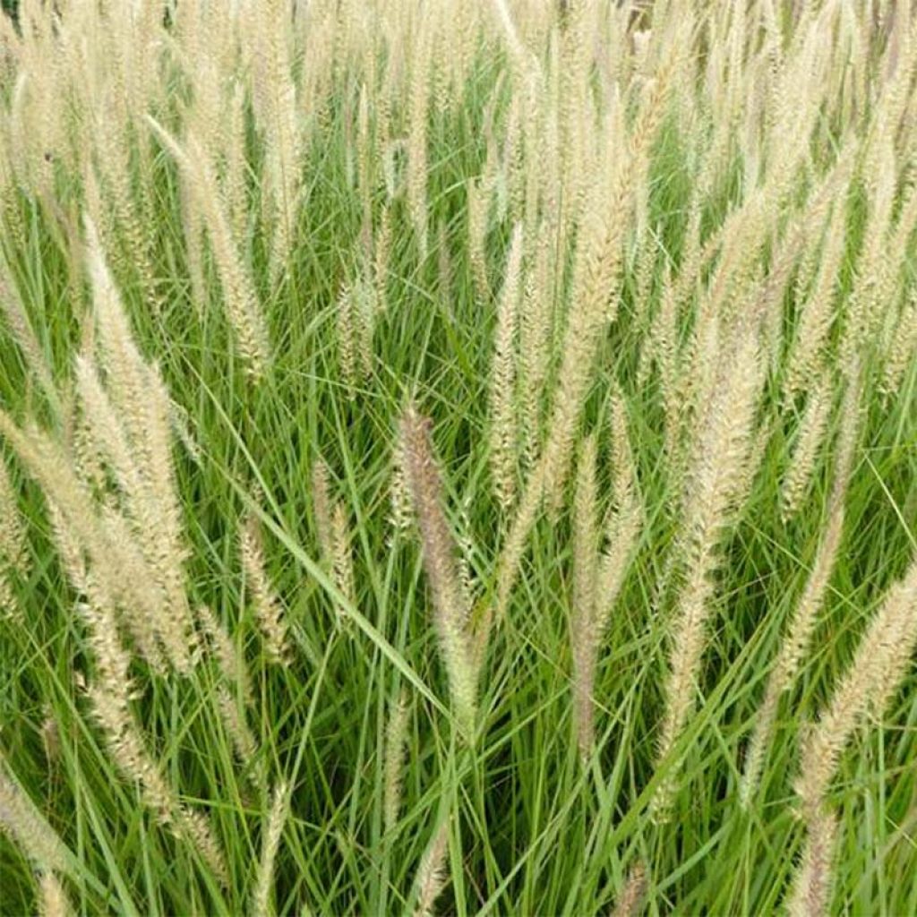 Pennisetum orientale Fairy Tails