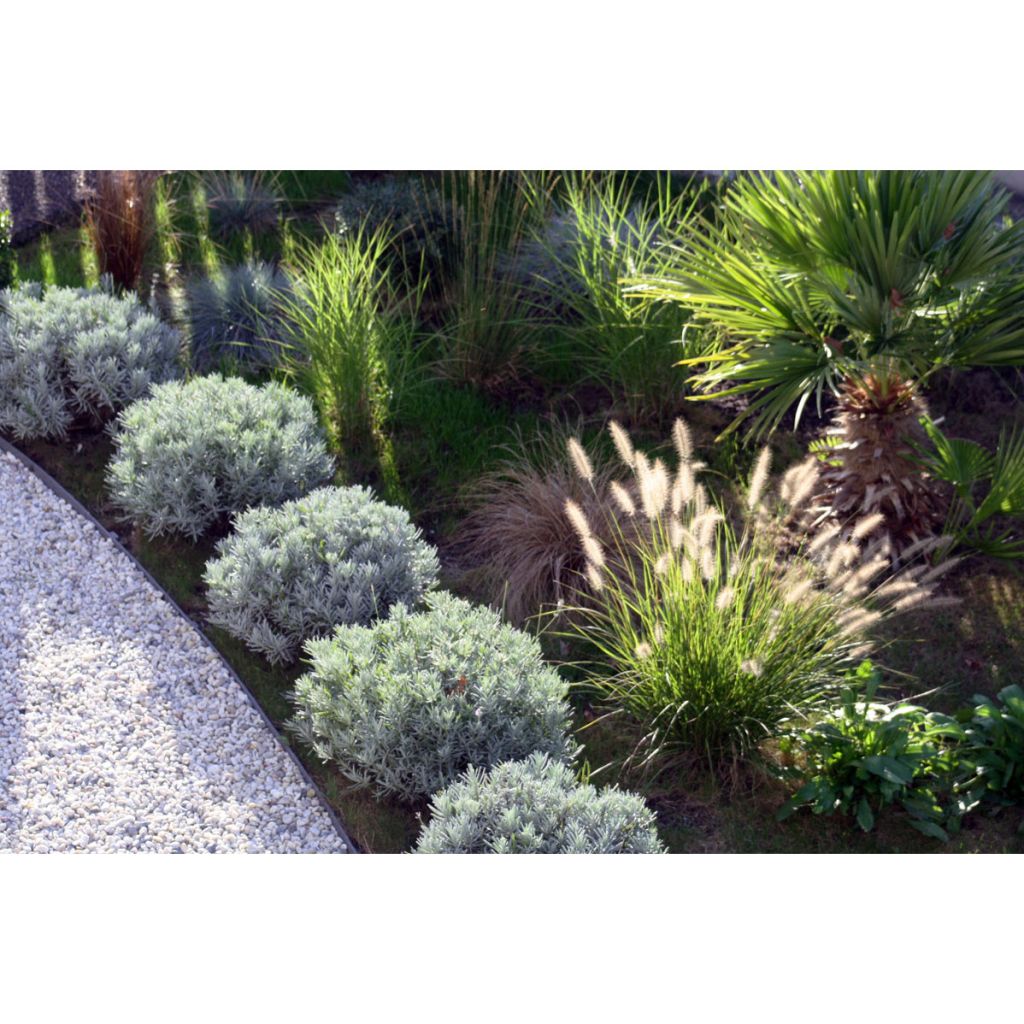 Pennisetum orientale Shogun