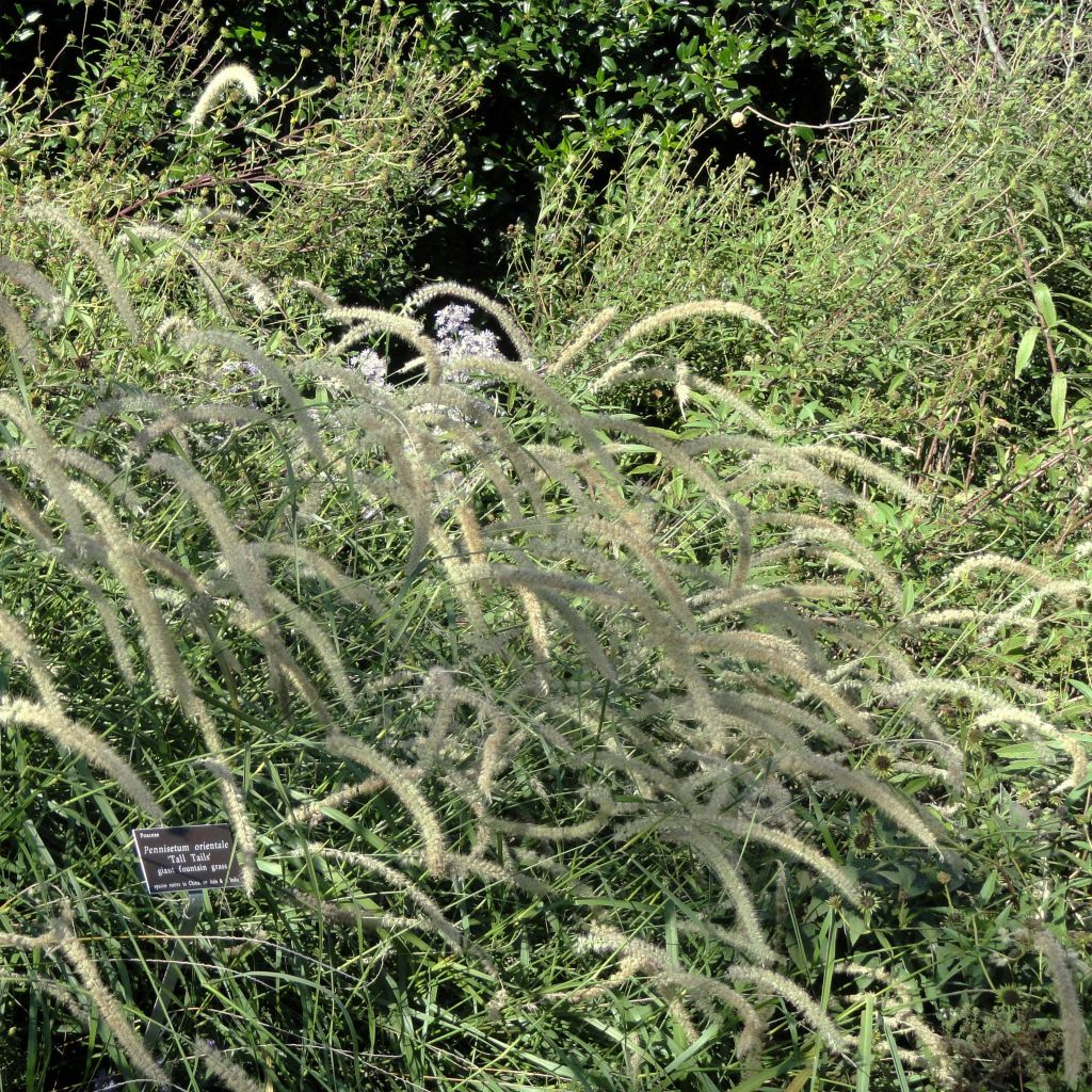 Pennisetum orientale Tall Tails