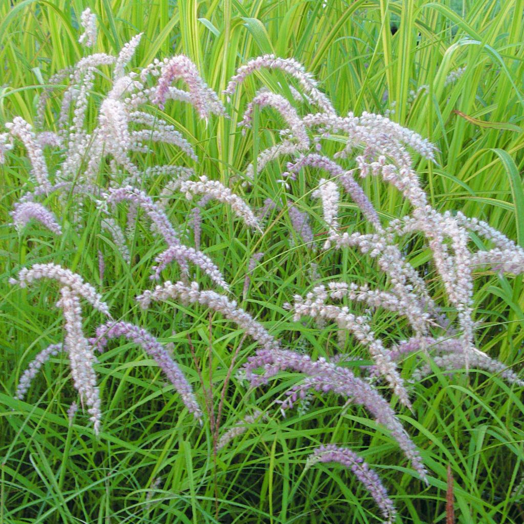 Pennisetum orientale Tall Tails