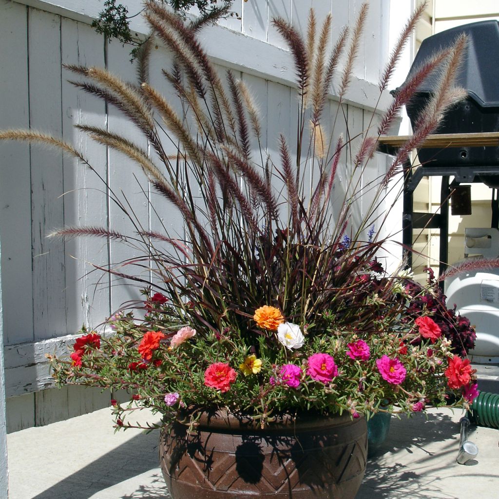 Pennisetum advena Rubrum