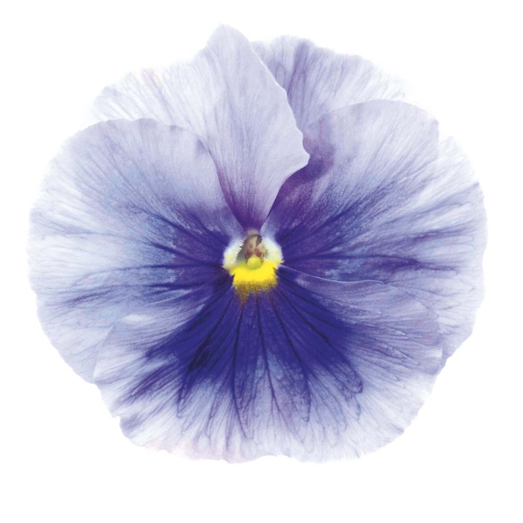 Viola Inspire Silver Blue