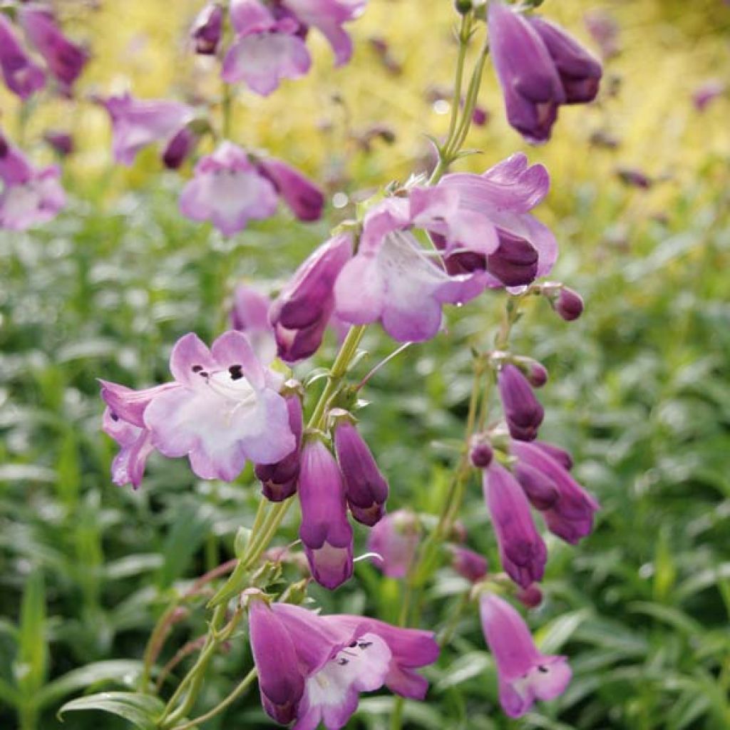 Penstemon Alice Hindley