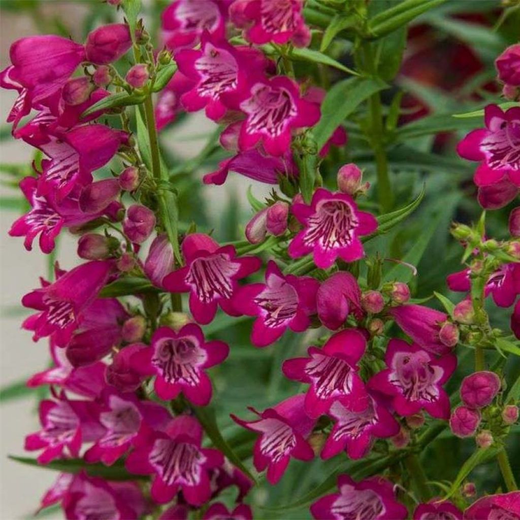 Penstemon Harlequin Magenta