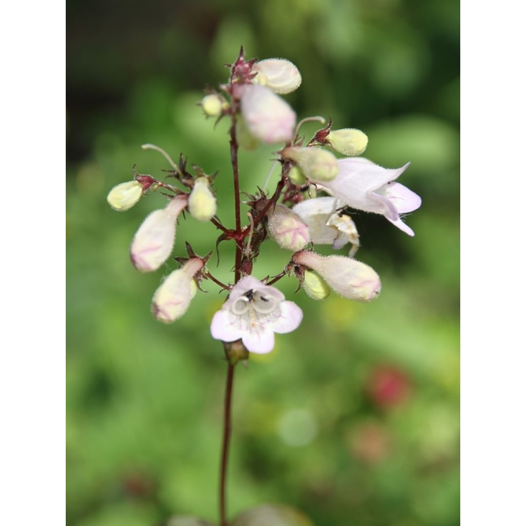 Penstemon digitalis Husker Red