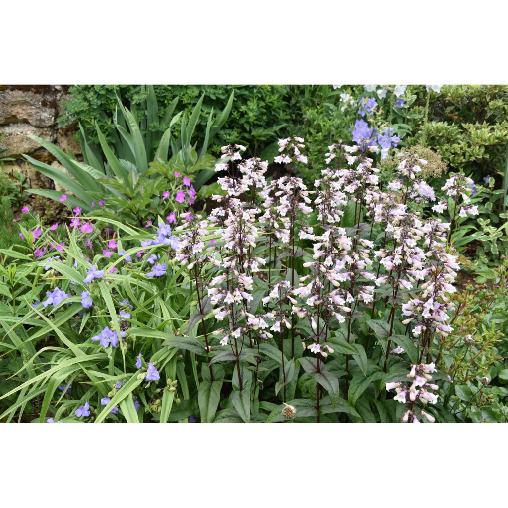 Penstemon digitalis Husker Red