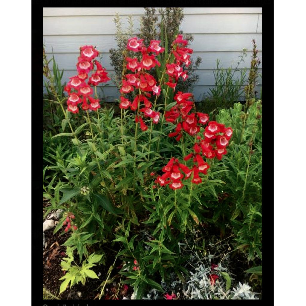 Penstemon Le Phare