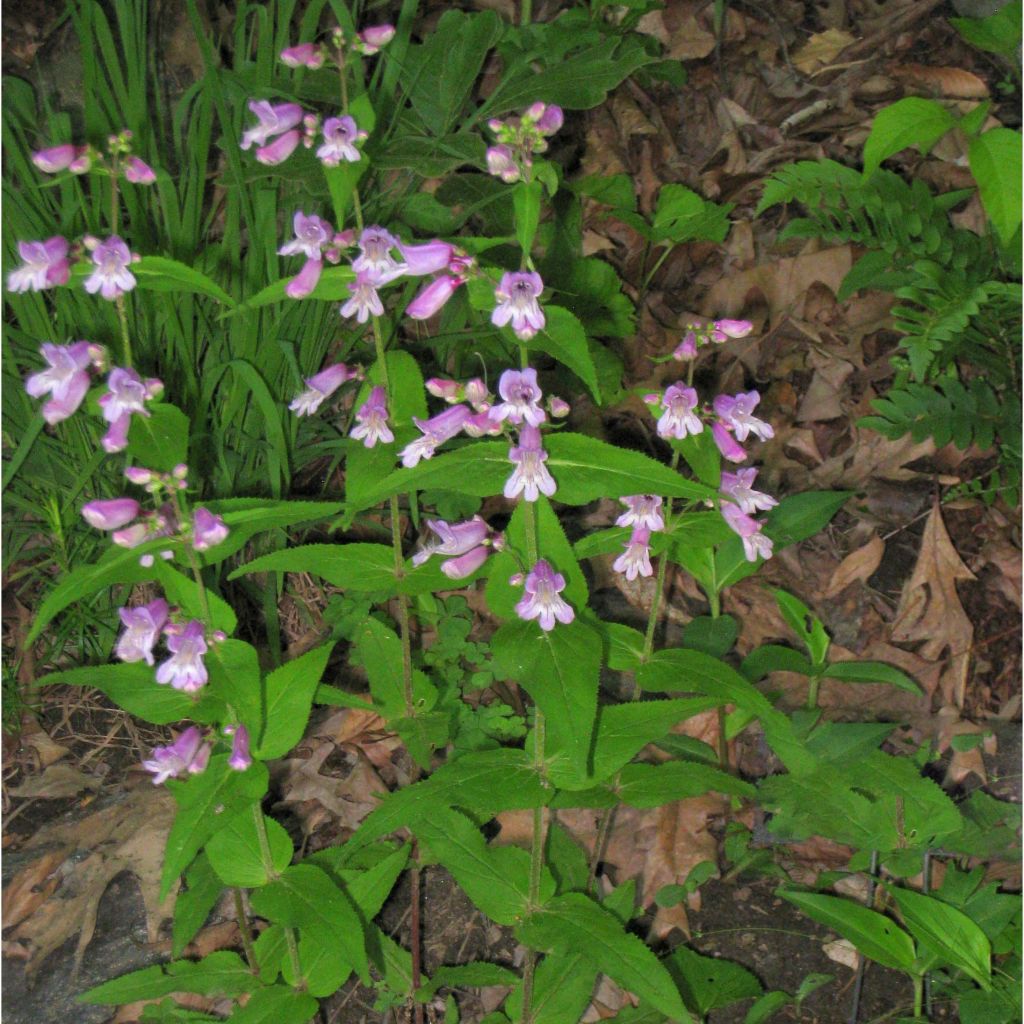 Penstemon smallii