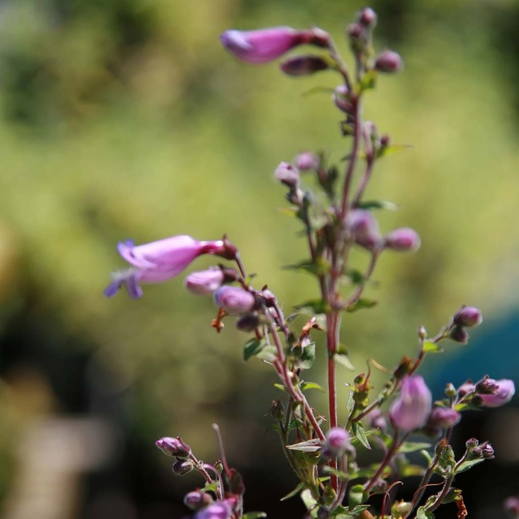 Penstemon smallii