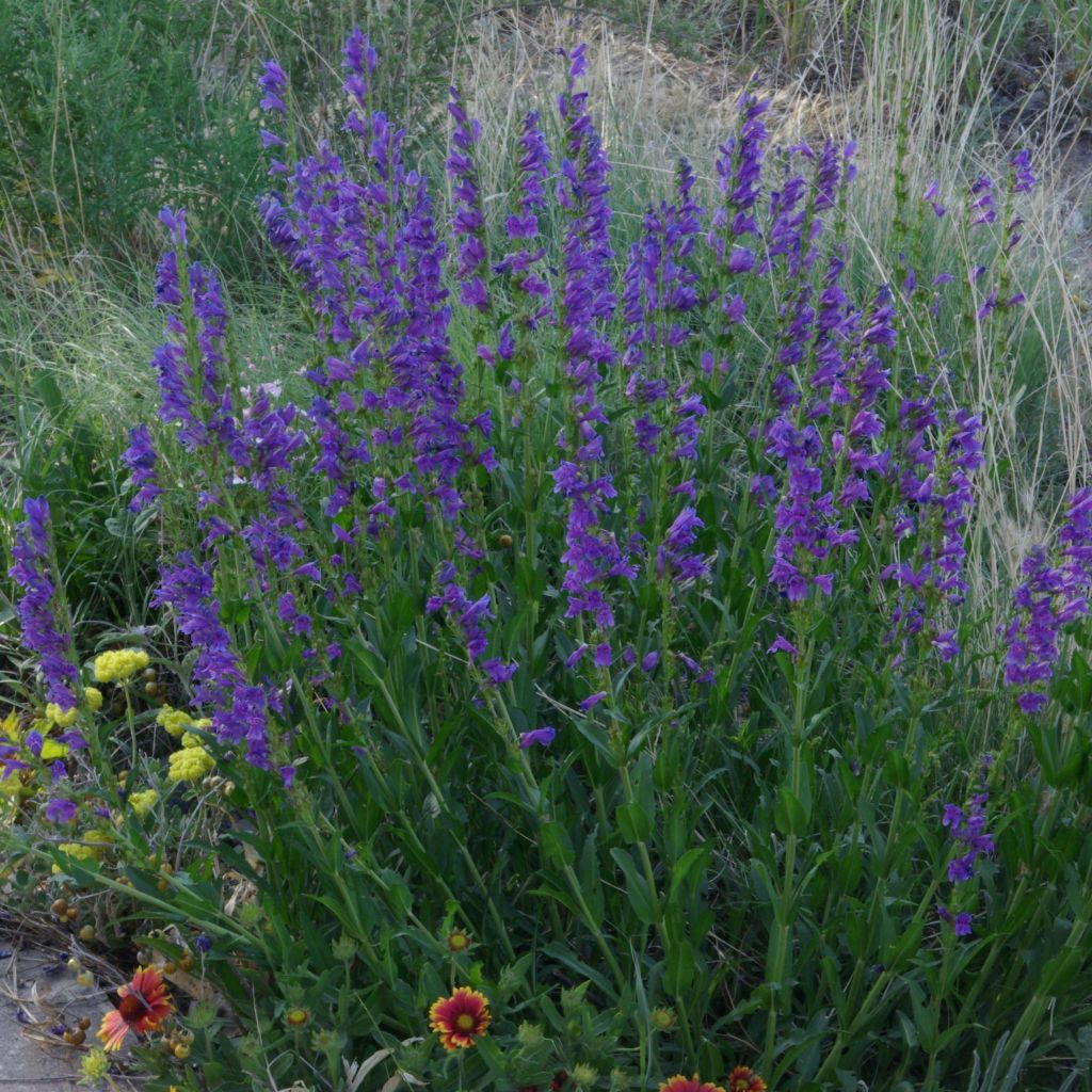 Penstemon strictus