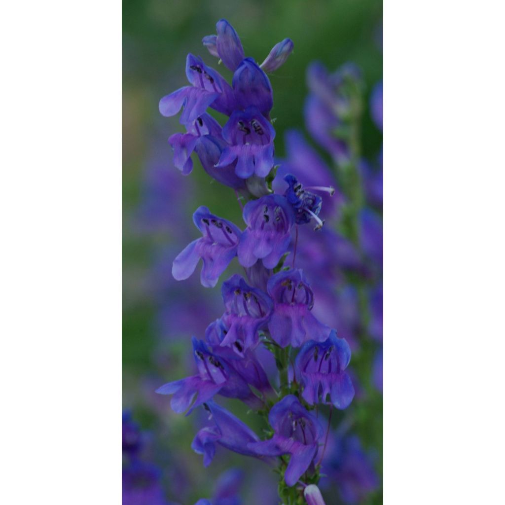 Penstemon strictus