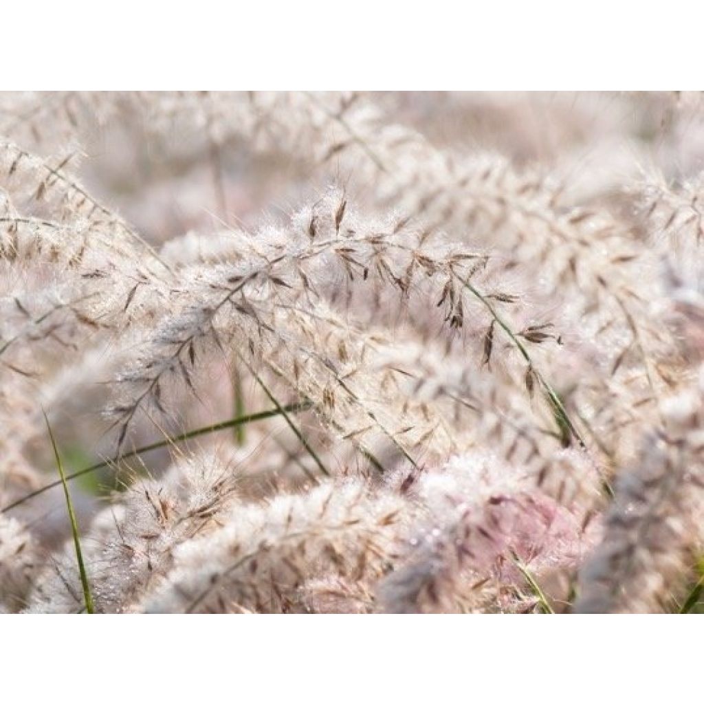 Pennisetum orientale JS Dance With Me