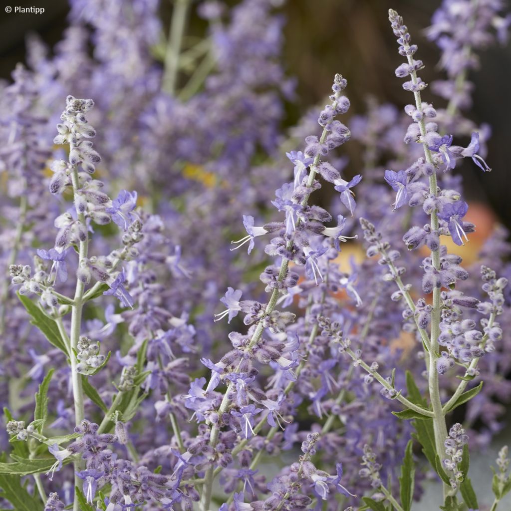 Perovskia atriplicifolia Lacey Blue - Salvia russa