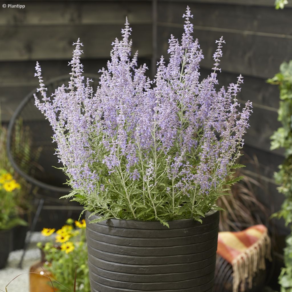 Perovskia atriplicifolia Lacey Blue - Salvia russa