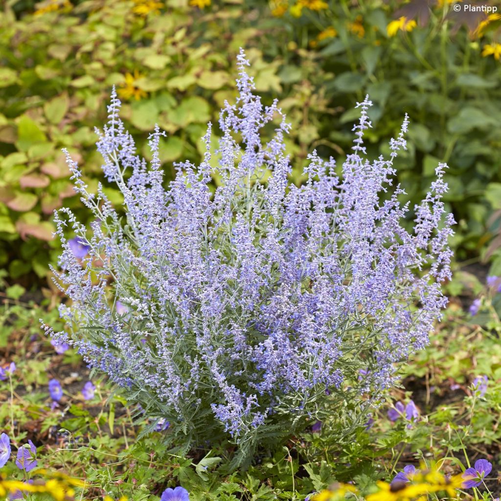 Perovskia atriplicifolia Lacey Blue - Salvia russa