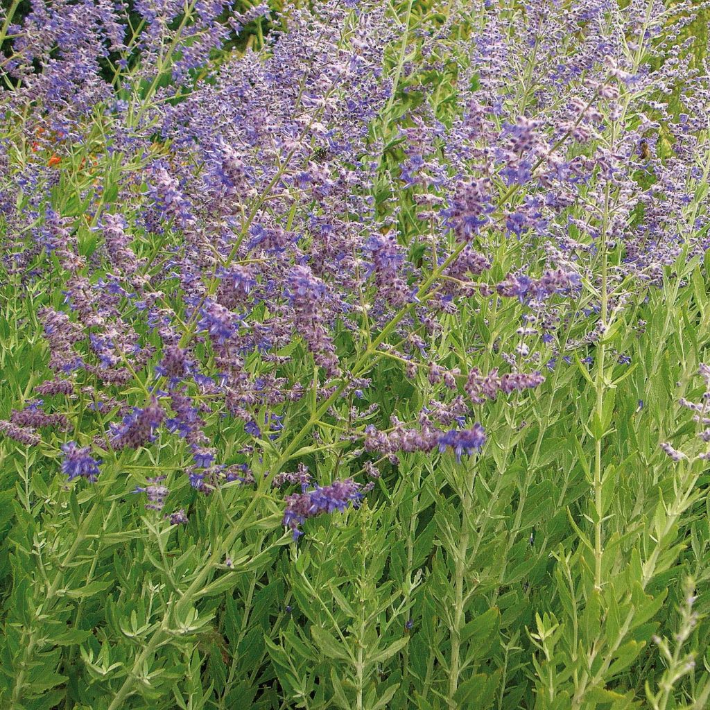 Perovskia atriplicifolia Little Spire - Salvia russa