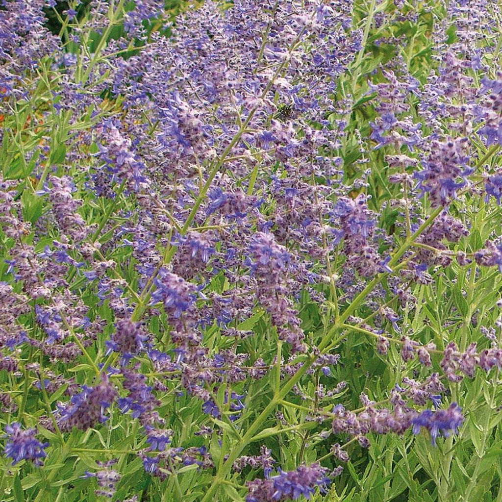 Perovskia atriplicifolia Little Spire - Salvia russa