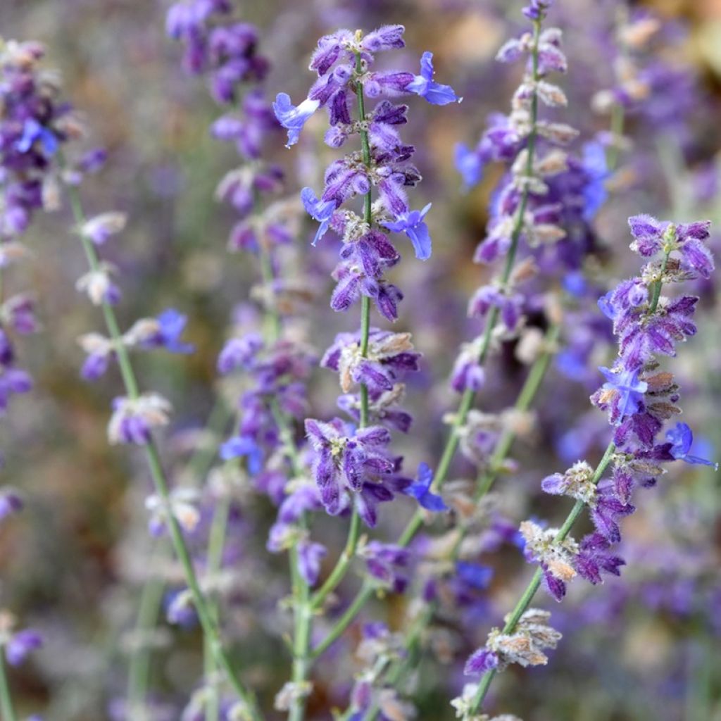 Perovskia atriplicifolia Little Spire - Salvia russa