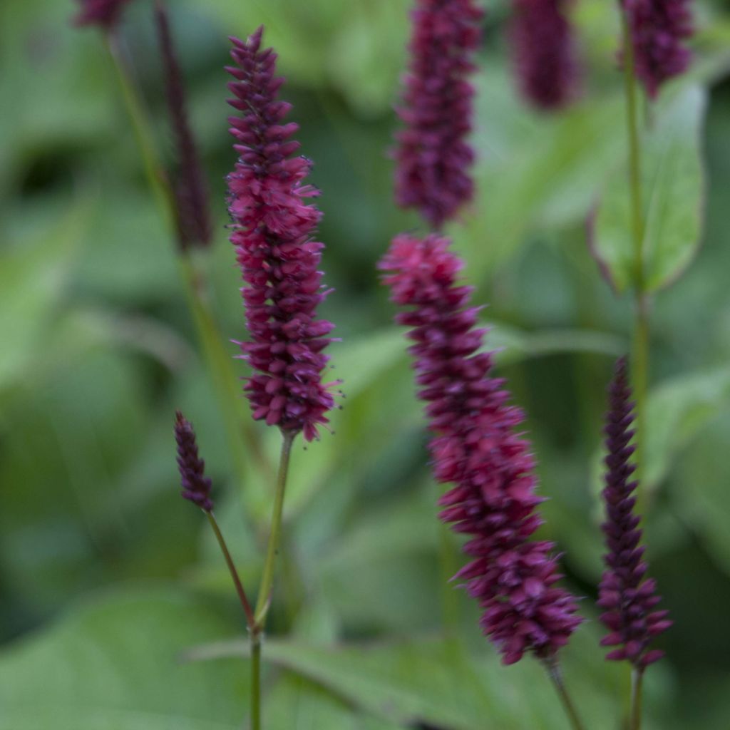 Persicaria amplexicaulis Blackfield