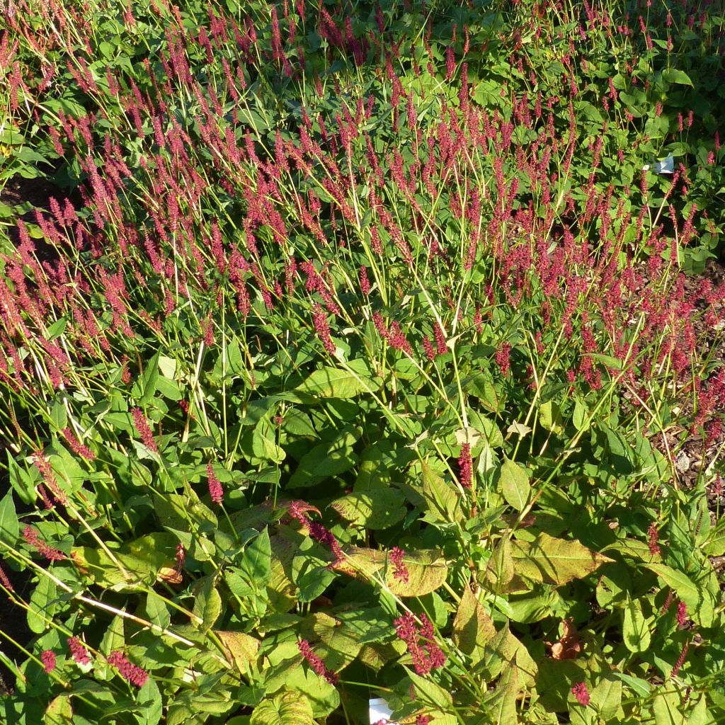 Persicaria amplexicaulis Blackfield