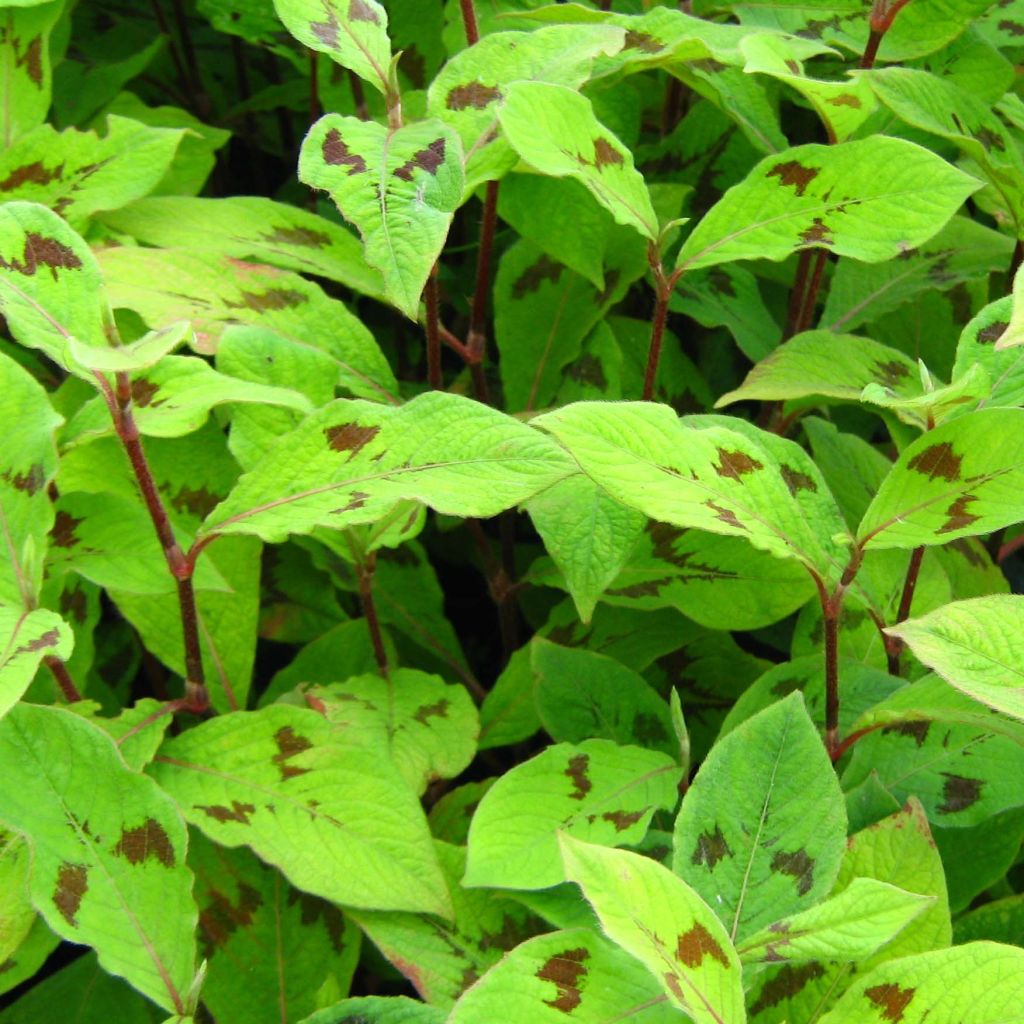 Persicaria virginiana var. filiformis