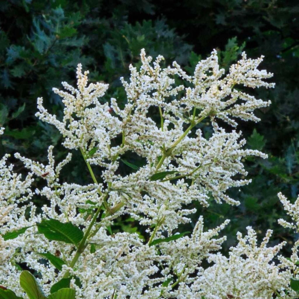 Persicaria polymorpha