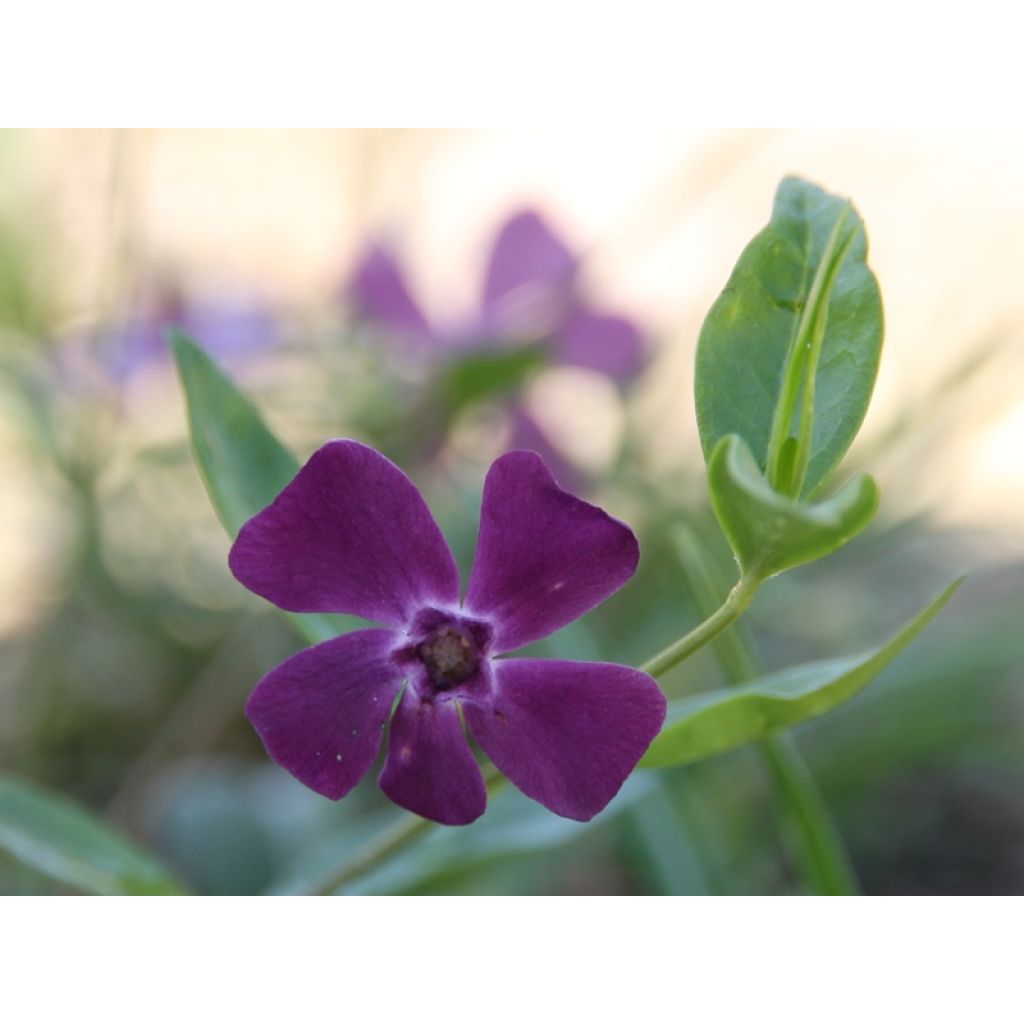 Vinca minor Atropurpurea - Pervinca minore