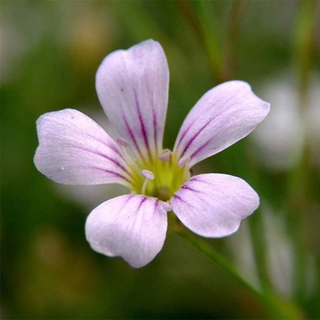 Petrorhagia saxifraga - Garofanina spaccasassi