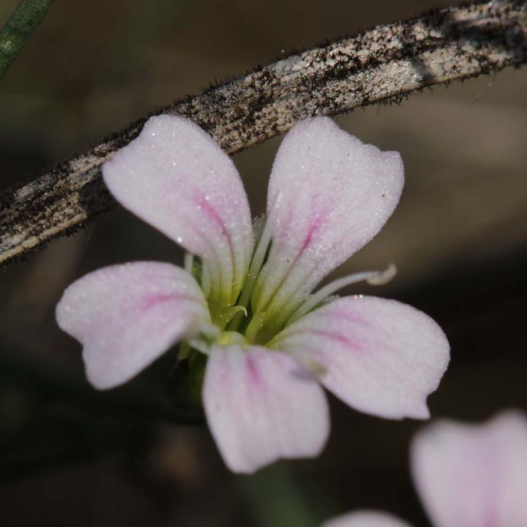 Petrorhagia saxifraga - Garofanina spaccasassi