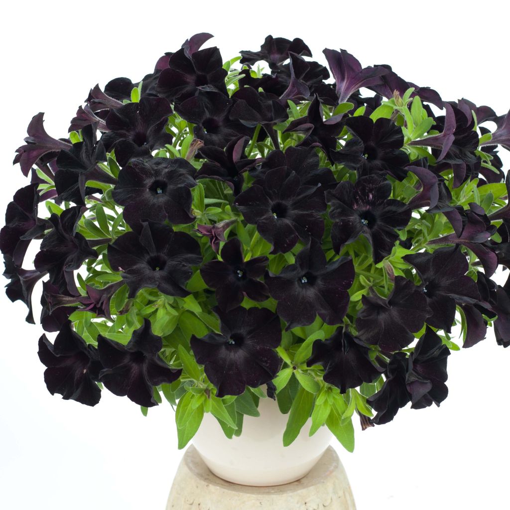 Petunia Black Ray