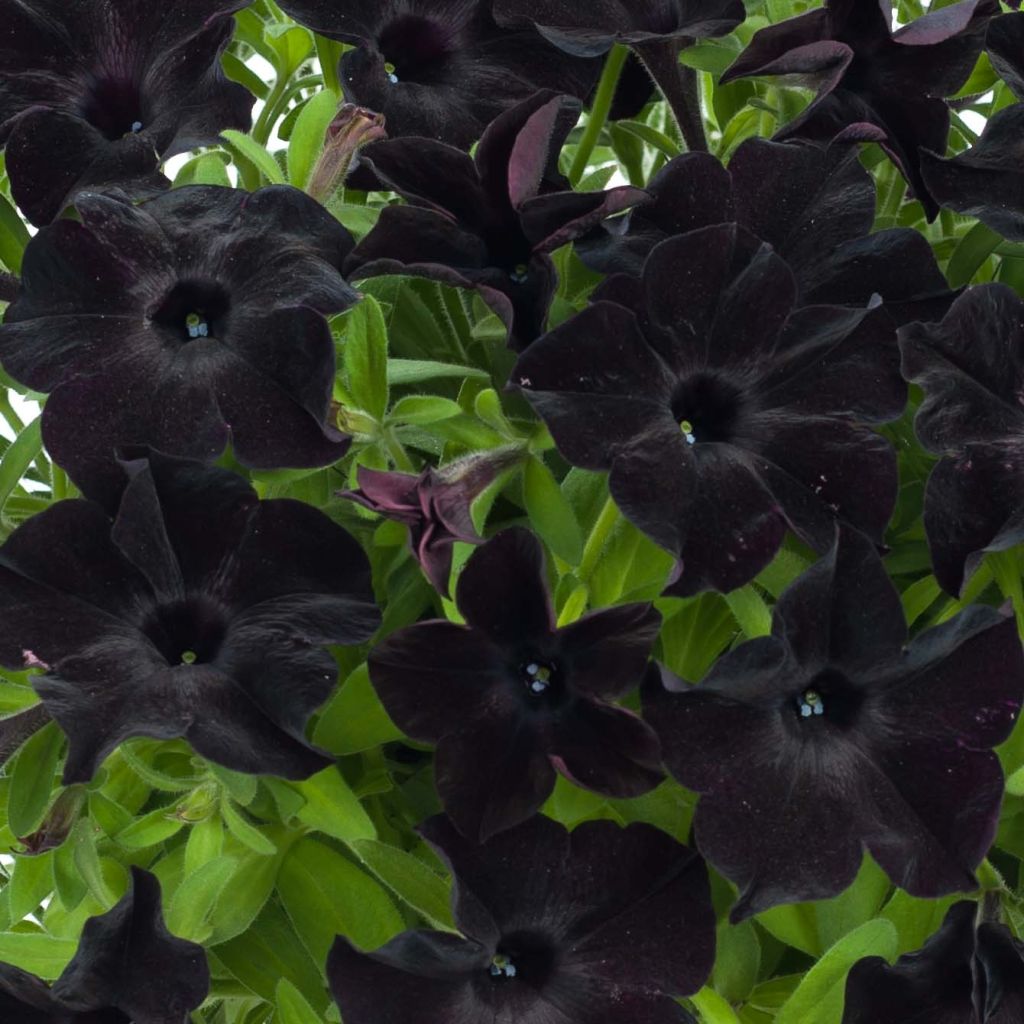 Petunia Black Ray