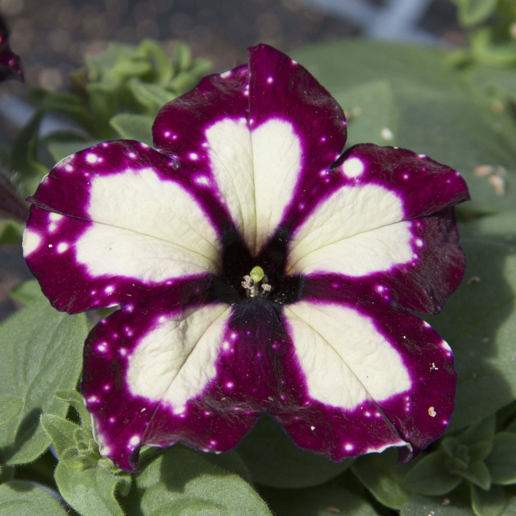 Petunia Lightning Sky