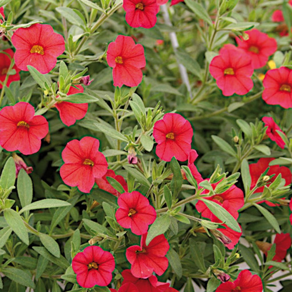 Pétunia Million Bells Red