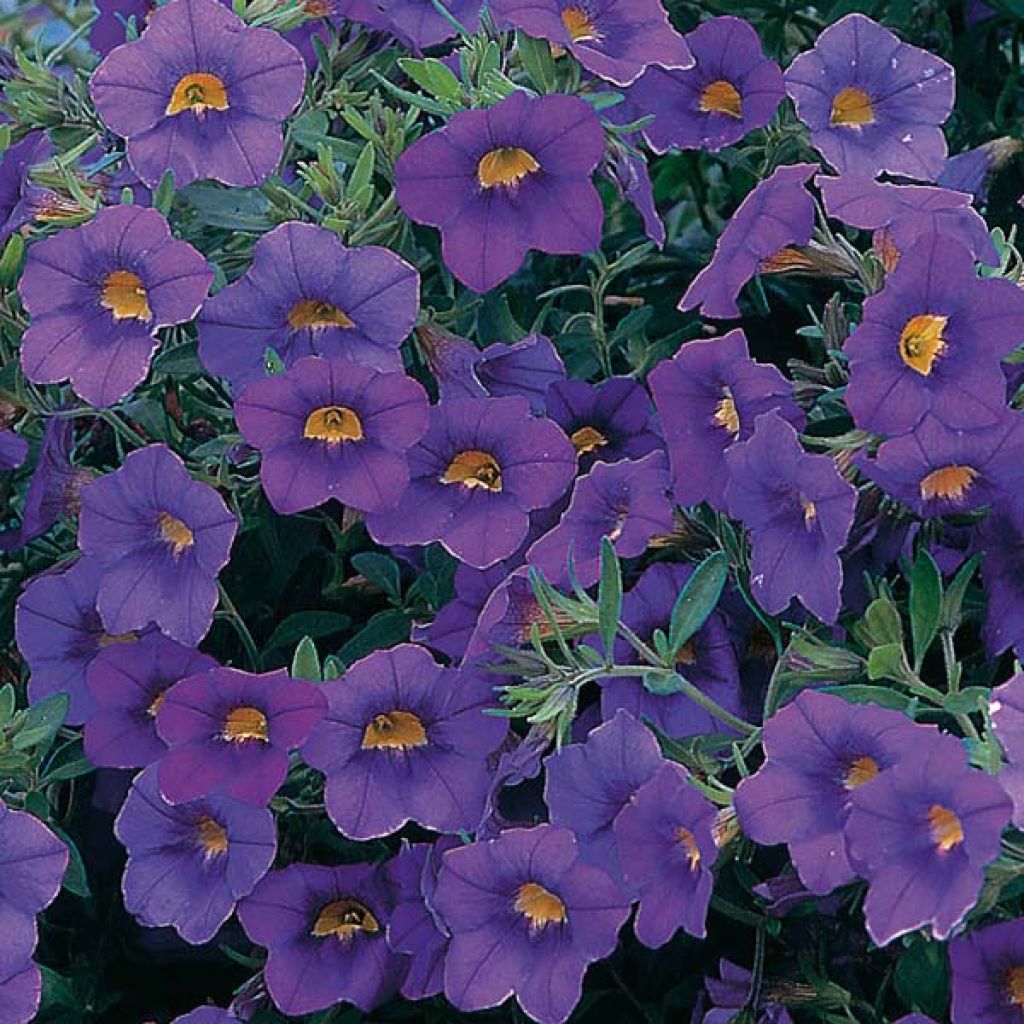 Pétunia Million Bells blue star