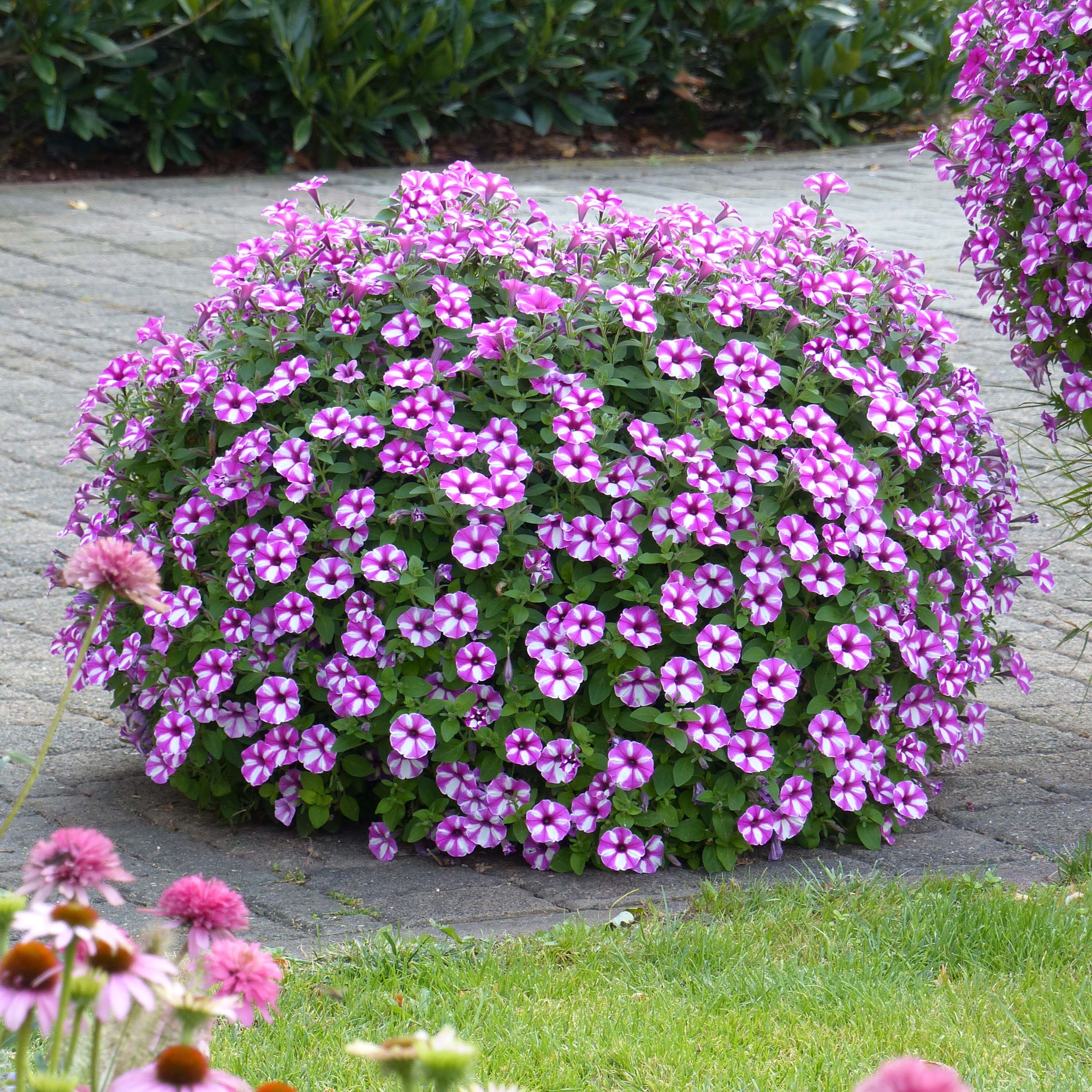 Petunia Raspberry Star