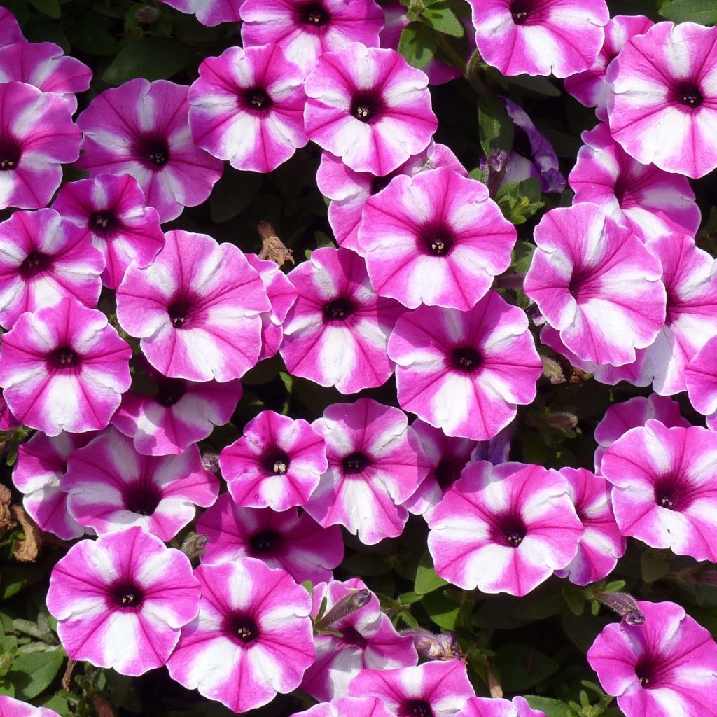 Petunia Raspberry Star