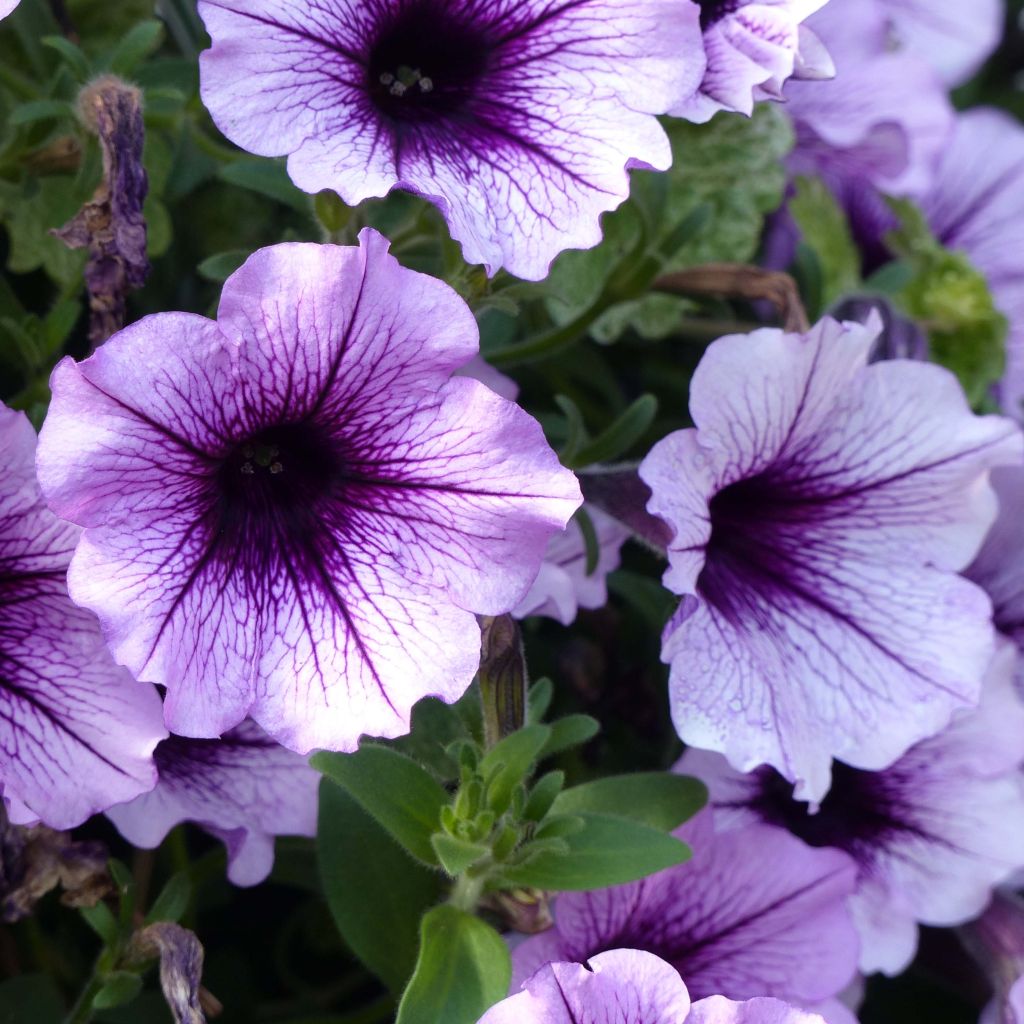 Petunia Supertunia Bordeaux