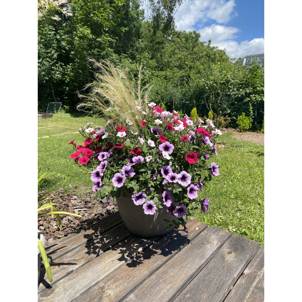 Petunia Supertunia Bordeaux