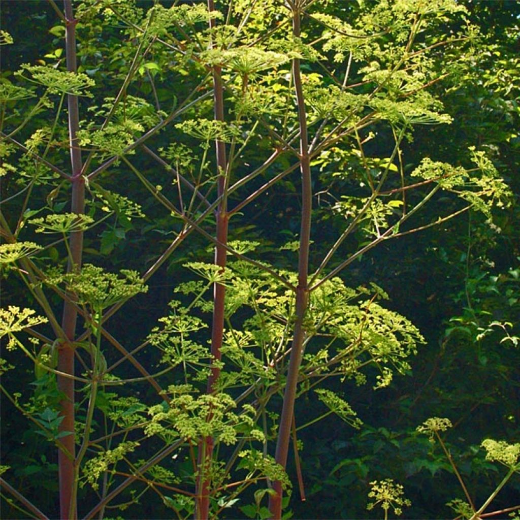 Peucedanum verticillare - Imperatoria di Tommasini