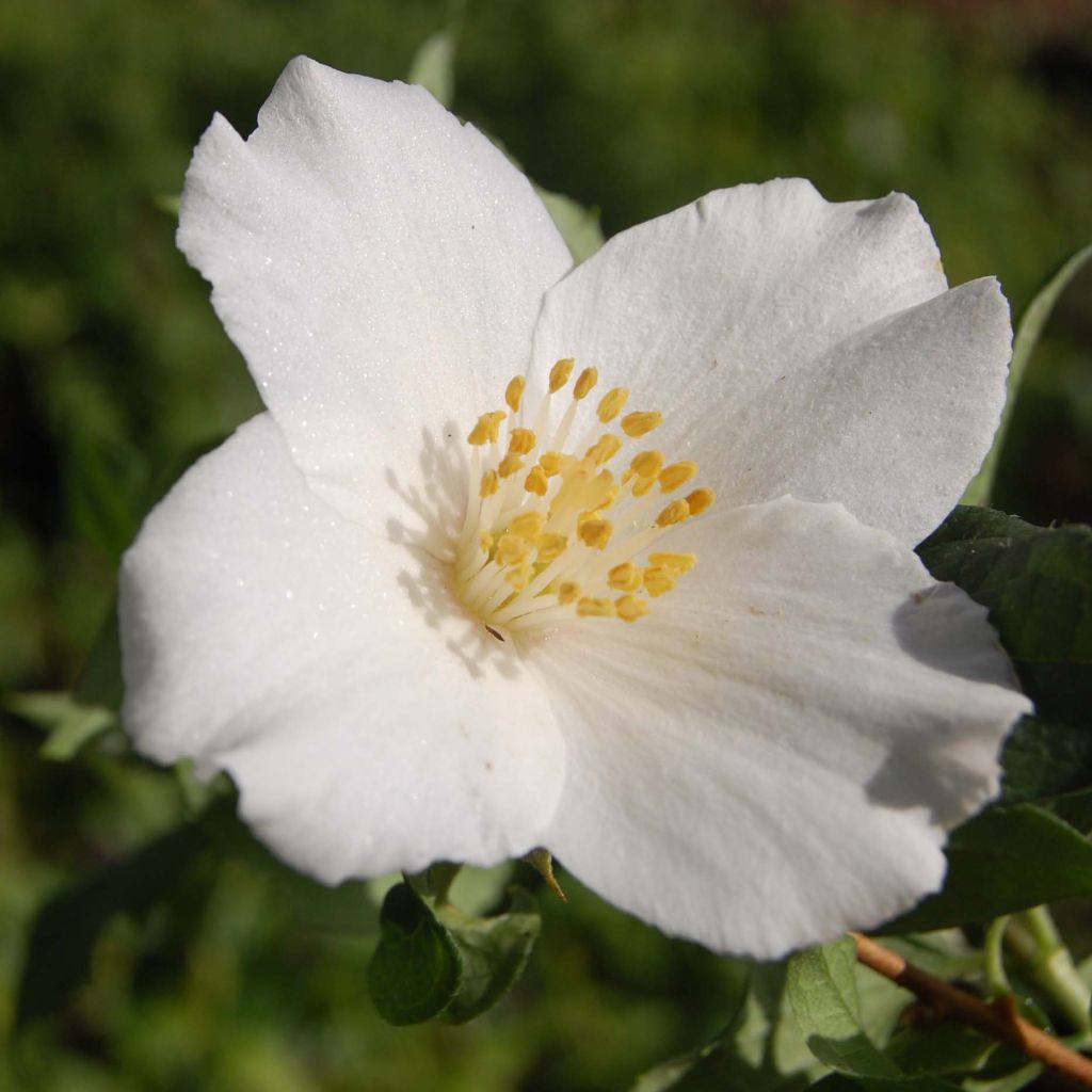 Philadelphus Belle Etoile - Filadelfo