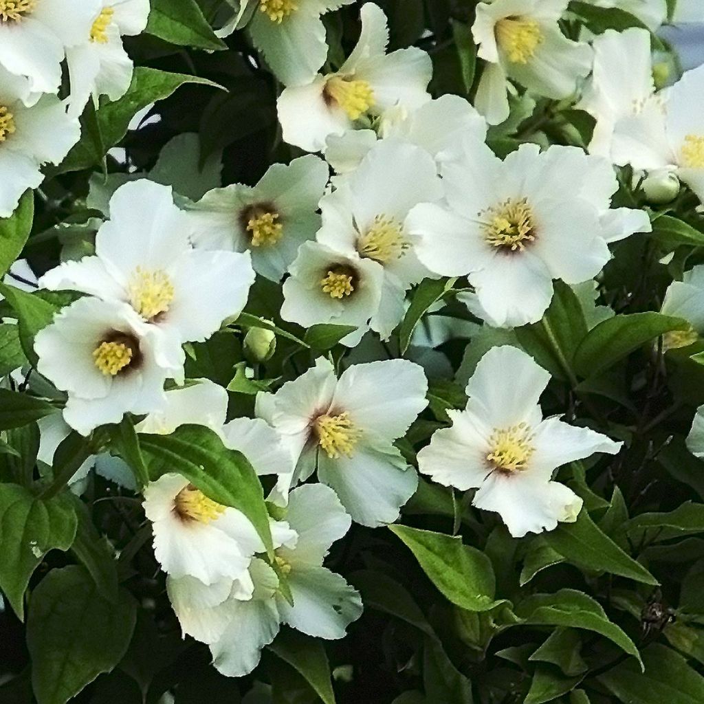 Philadelphus Belle Etoile - Filadelfo