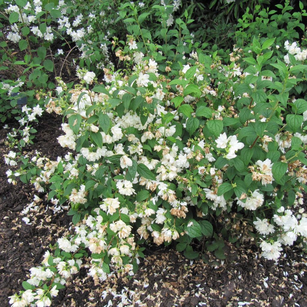 Philadelphus Snowbelle - Filadelfo