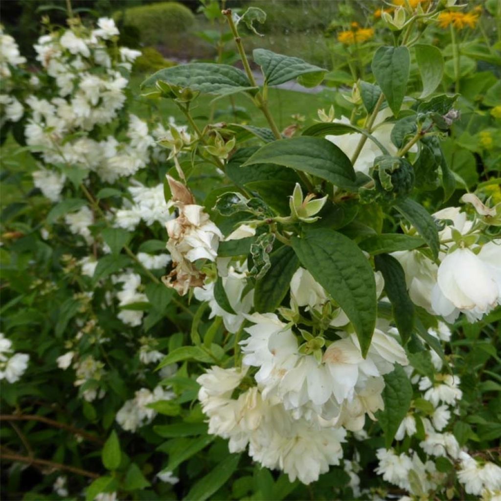 Philadelphus Snowbelle - Filadelfo