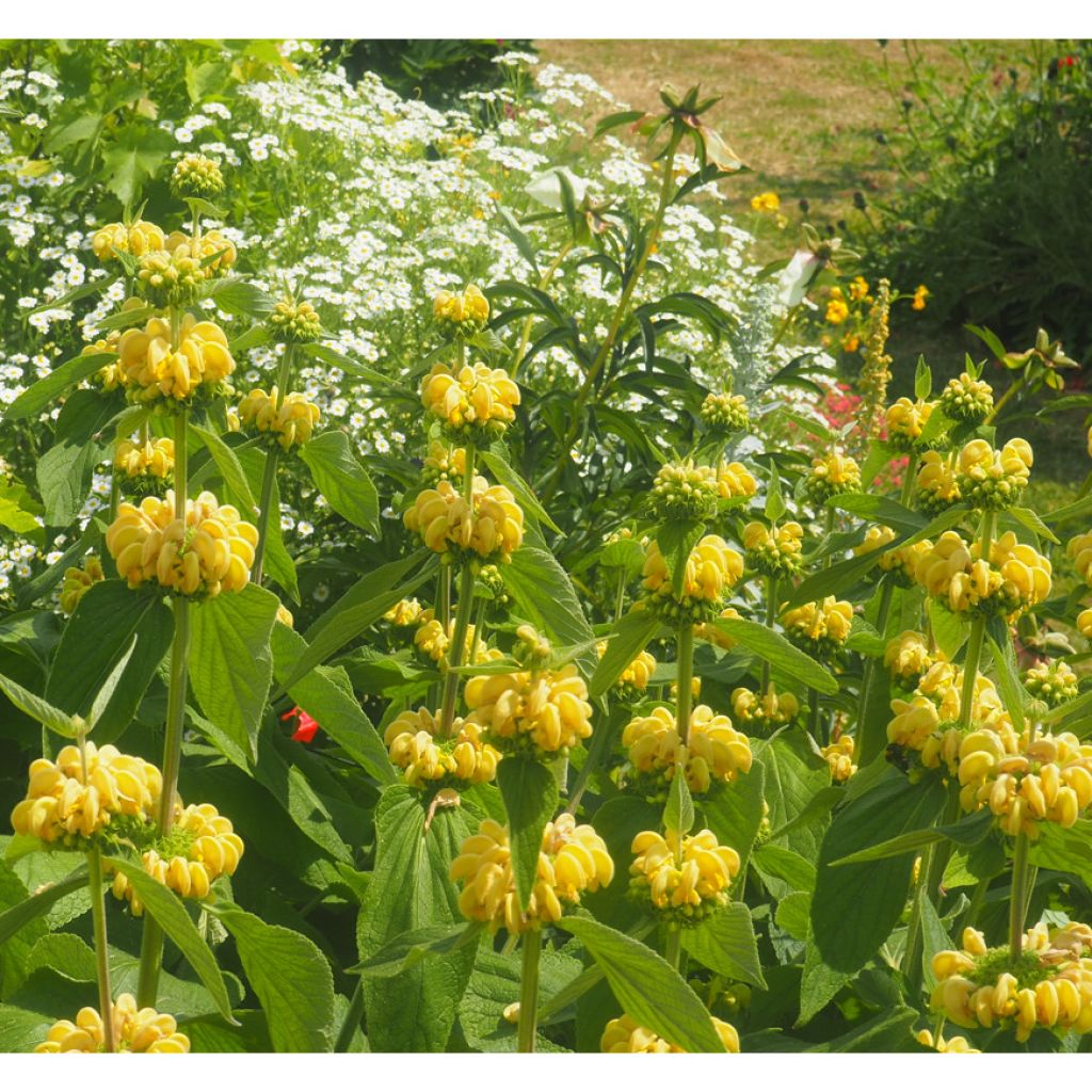 Phlomis russeliana