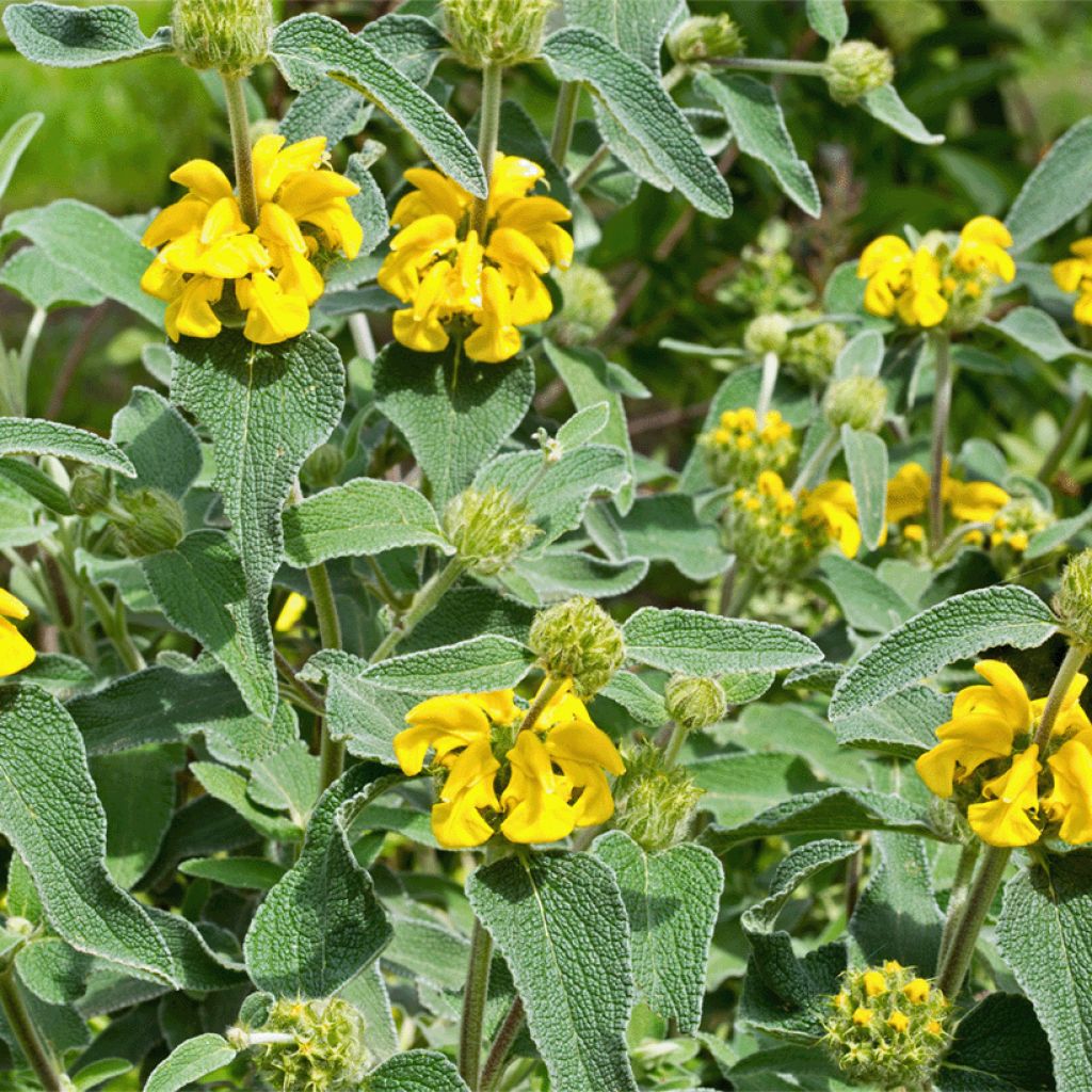 Phlomis bourgaei