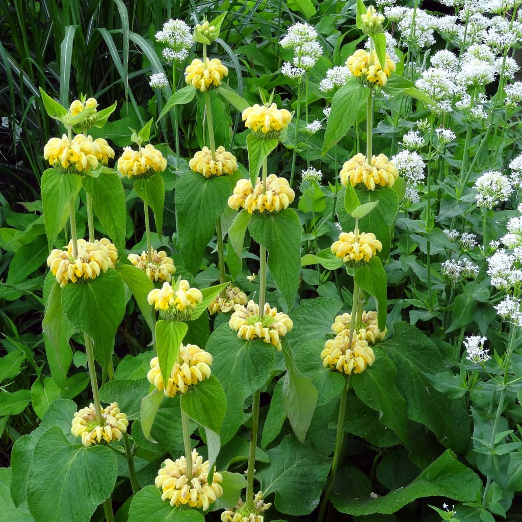 Phlomis russeliana