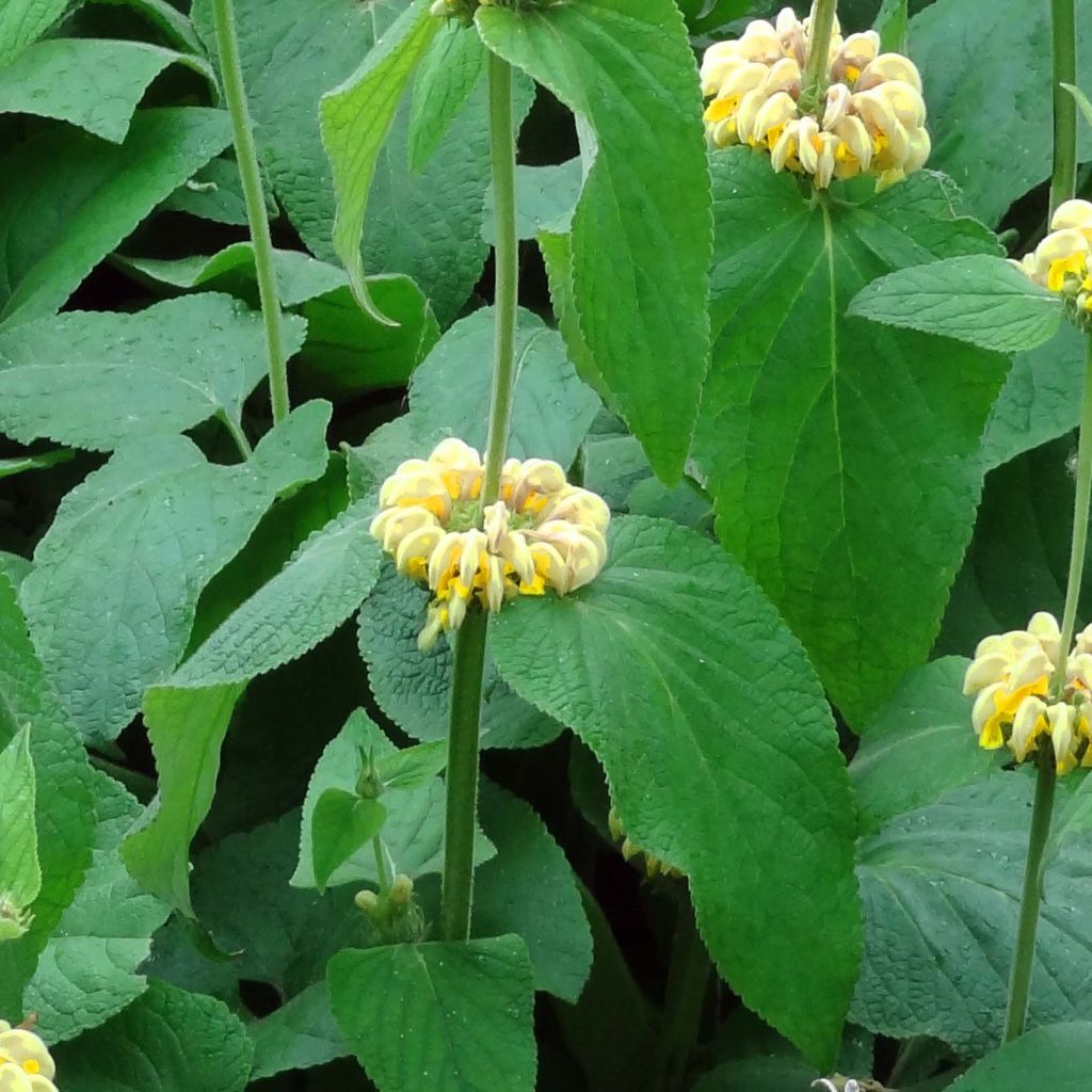 Phlomis russeliana